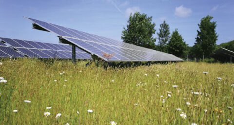 Onderzoek toont aan: zonnepark kan biodiversiteit vergroten