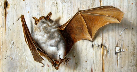 ‘Vleermuisdetectie kan isolatietempo redden’