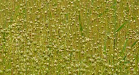 8 biobased isolatiematerialen