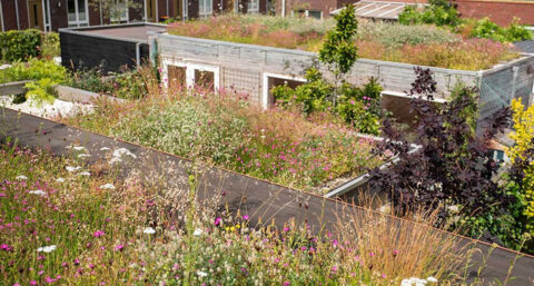 NatureGreen en Optigrün bundelen krachten op Bouwbeurs 2025